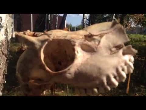 Какому существу принадлежал этот череп? 