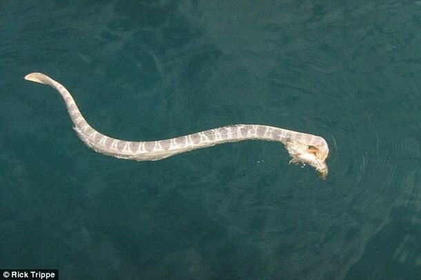  Рик Трипп пытался предотвратить смертельную схватку морской змеи и рыбы-камня.  