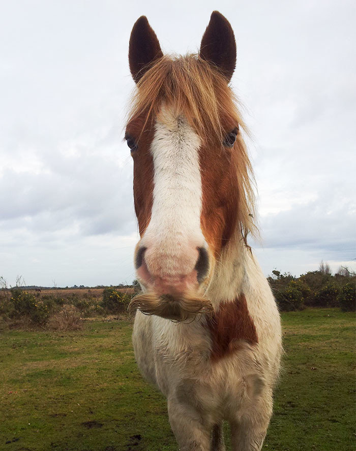 А вы знали, что у лошадей растут усы?