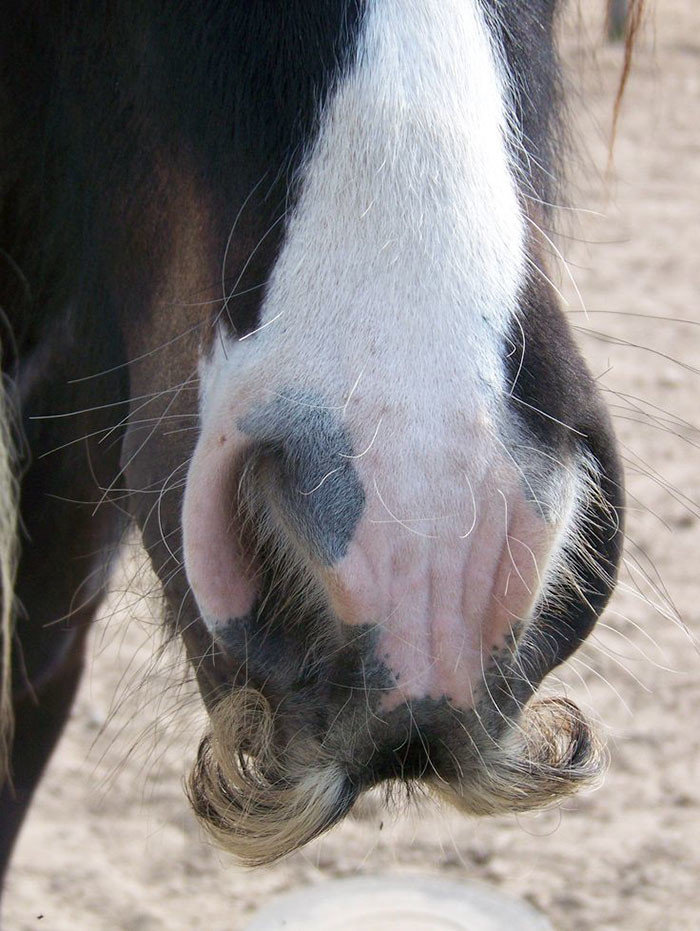 За наличие усов у лошадей (как самок, так и самцов) отвечает специальный ген.