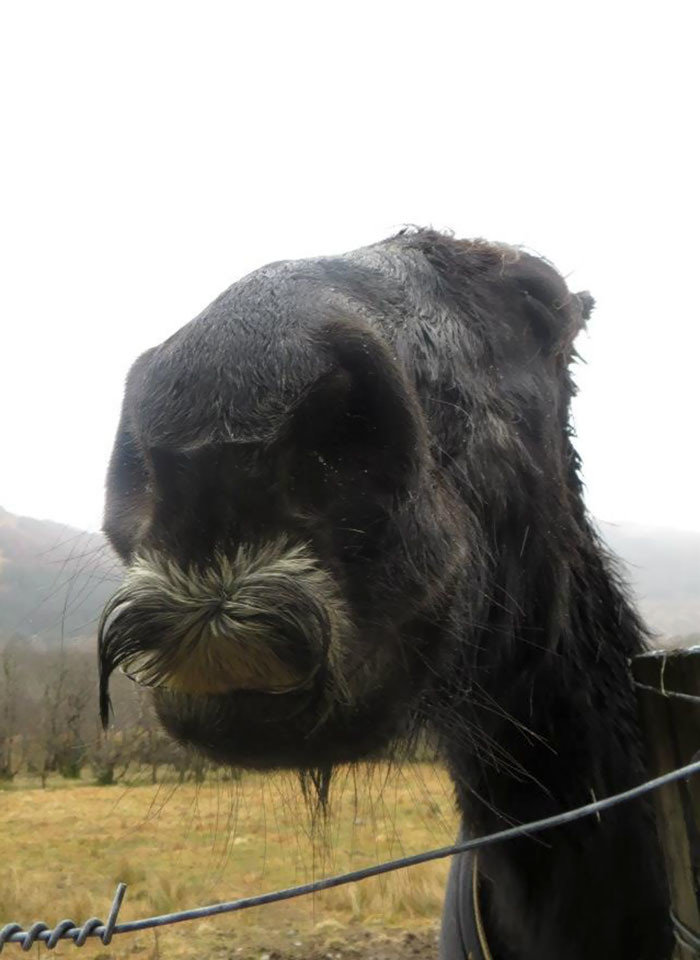 А вы знали, что у лошадей растут усы?