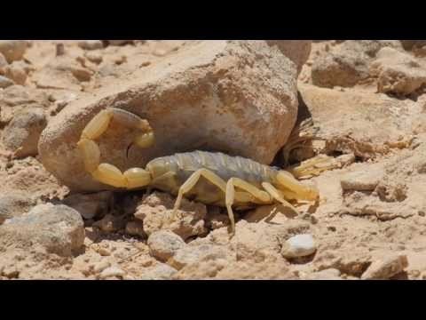 Желтый скорпион ползет по пустыне Негев (Leiurus quinquestriatus) 