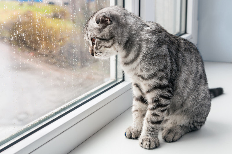 За окном серый кот смотрит на дождь сентябрьский
