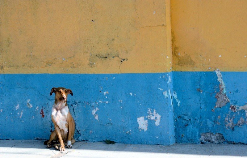 Образ собаки в городском пространстве