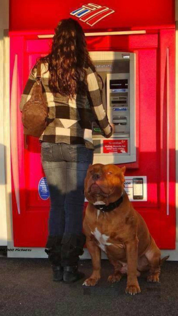 С такой охраной даже самая хрупкая девушка может отправиться в банкомат по ночной безлюдной улице