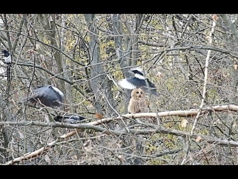 Серые Вороны, галки и сороки атакуют Сову 