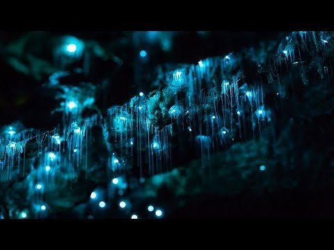 Ваймото- чудесная пещера светлячков в Новой Зеландии 