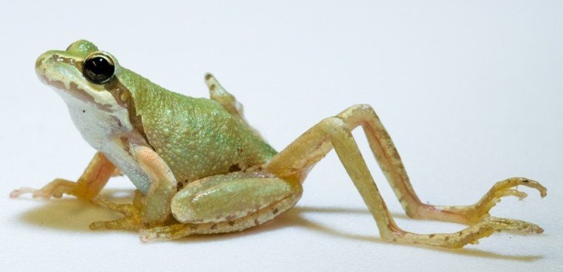 Чаще всего паразит Ribeiroia заражает тихоокеанских древесных лягушек. Но может заразить и лягушек других видов, а также саламандр. Авторы: Brett A. Goodman, Pieter T. J. Johnson.