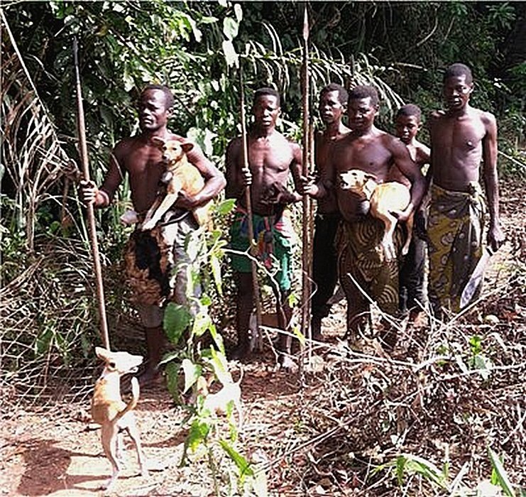 Басенджи - "немая" собака