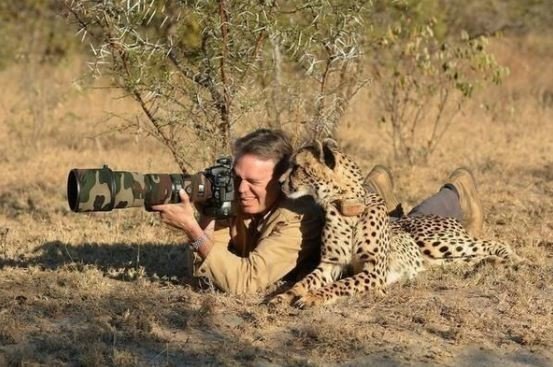 Фотограф слишком спокоен для того, кто лежит рядом с гепардом!