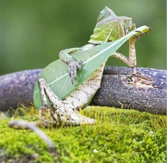 Релакс: ящерица спокойно отдыхает со своей гитарой