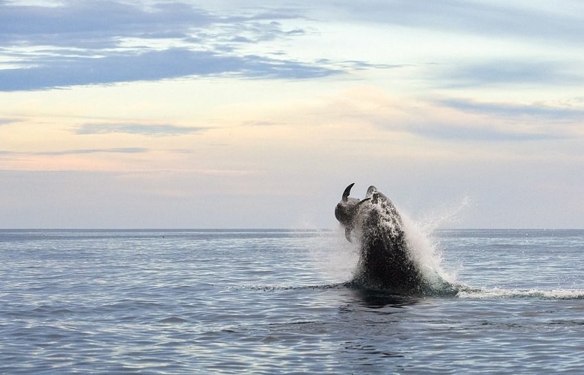 Невероятные кадры: чудесное спасение дельфина после атаки косатки!