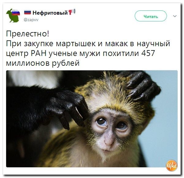 Политические коментарии соцсетей - 242