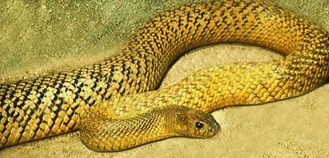 1. Самая жестокая змея - Тайпан 