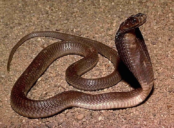 3. Филиппинская кобра
