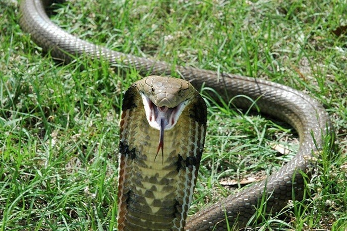 5. Королевская кобра
