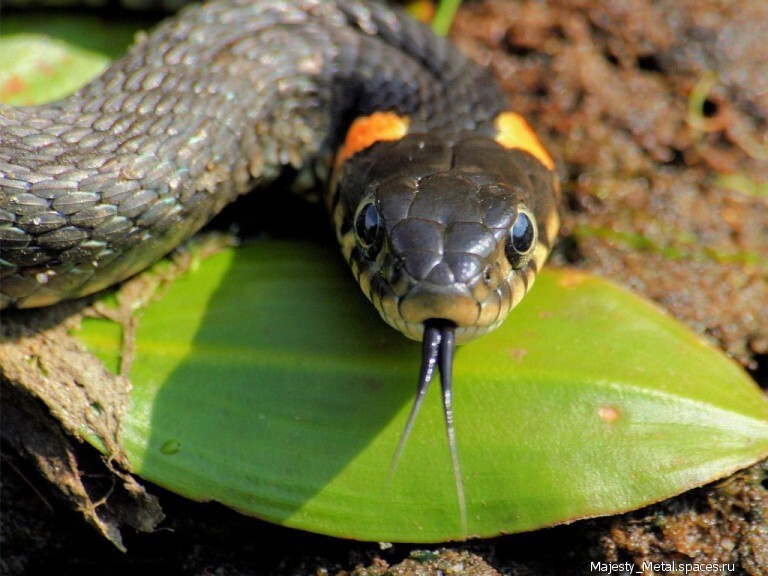 Топ-10 самых опасных змей в мире