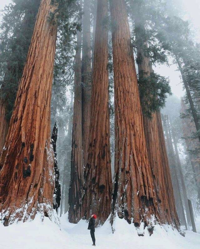 Гигантский лес, Калифорния, США