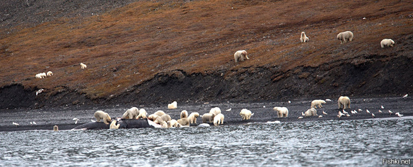 Больше 200 белых медведей собрались у туши гренландского кита, выброшенного н...