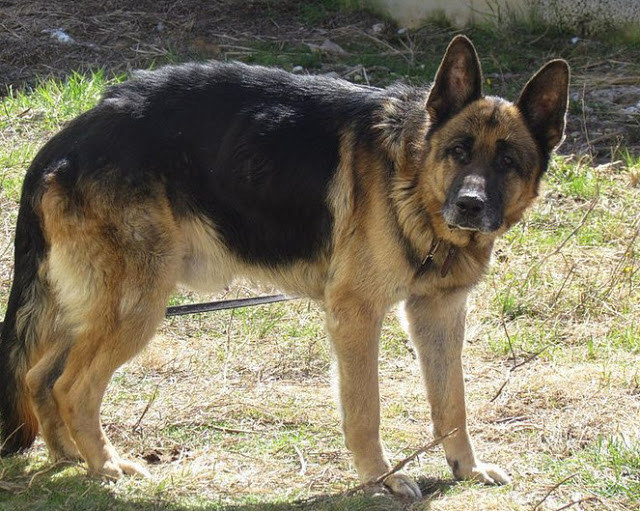 Спустя семь лет разлуки они нашли своего пса! в екатеринбурге хозяева нашли своего пса по клейму