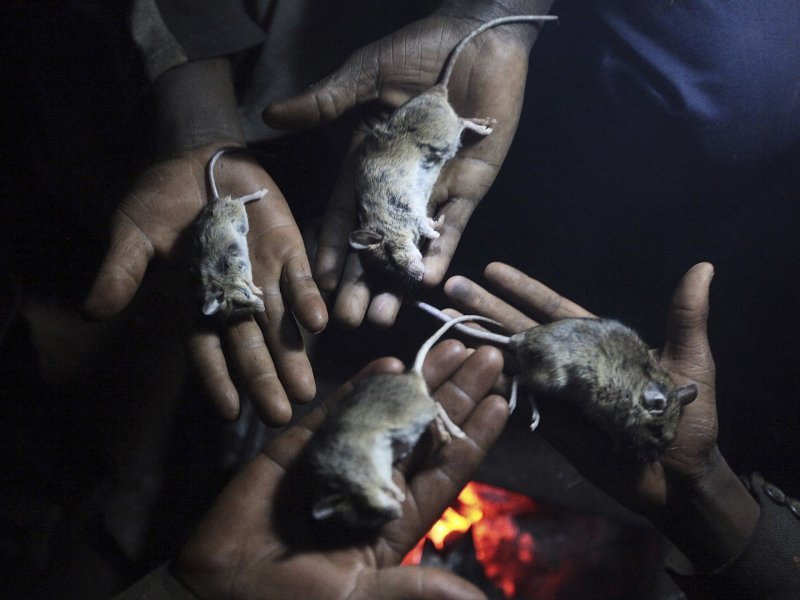 В Зимбабве дети ловят мышей и продают их как закуски