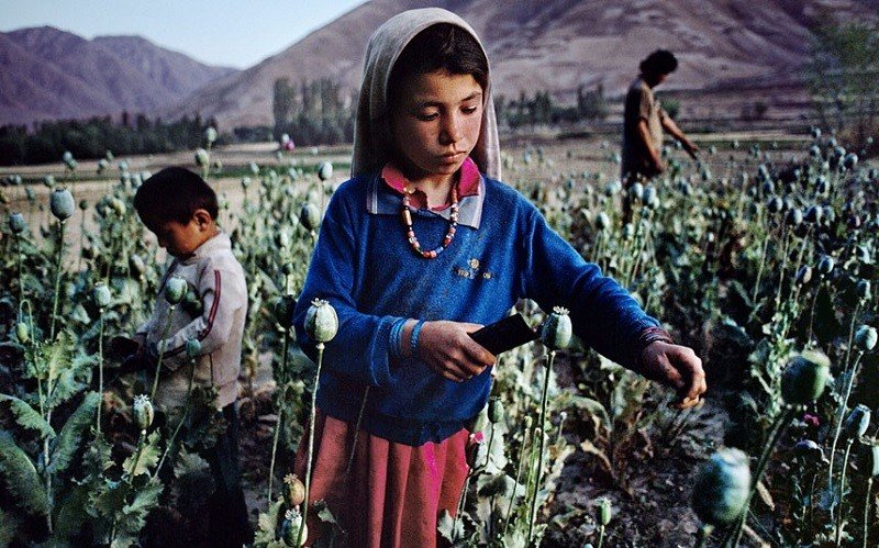 Дети собирают мак на поле в Бадахшане. Эта местность является крупнейшим поставщиком опиума. 1992 год
