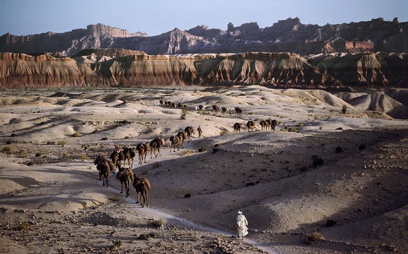 Караван верблюдов. Южный Афганистан, 1981 год