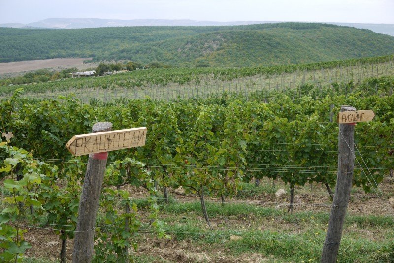 Правила крымских виноделов