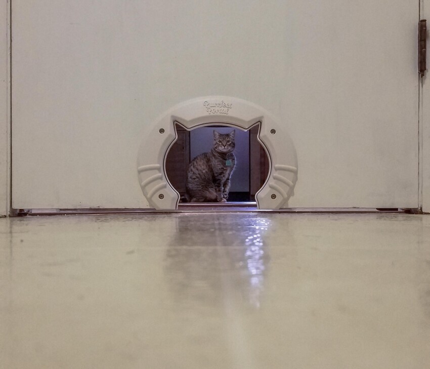 Дверка для кота