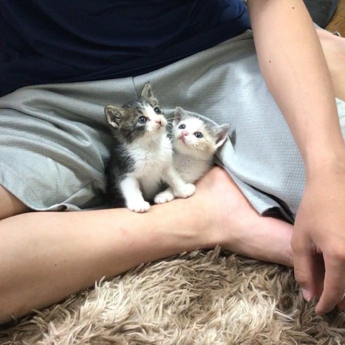 Двое взрослых котов решили вырастить приемных котят, как собственных детей