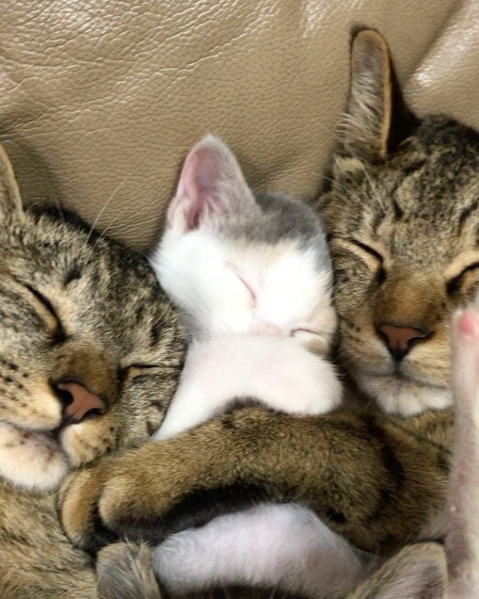 Двое взрослых котов решили вырастить приемных котят, как собственных детей