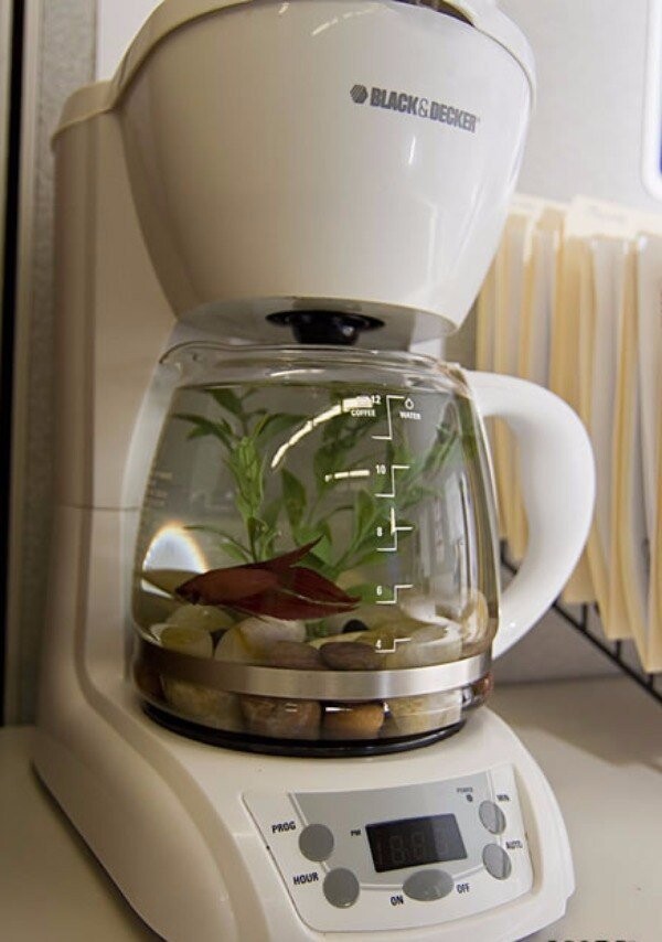 Кофеварка вместо аквариума 