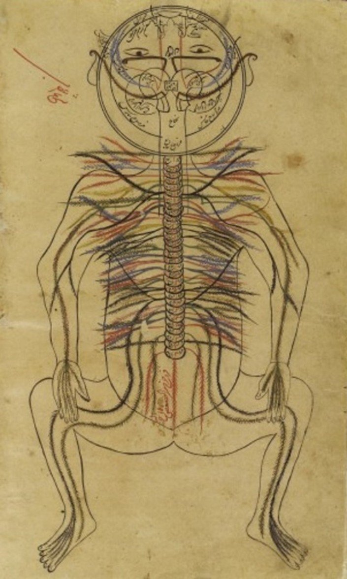 Картинка дня: нервная система от Авиценны