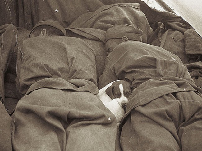 Щенок спит между советскими солдатами (1945)