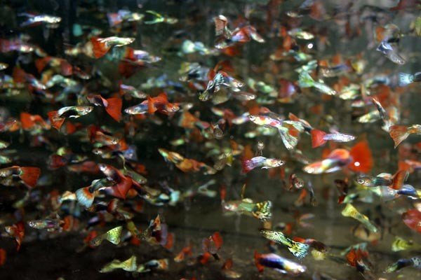 Гуппи, самая миролюбимая, маленькая и красивая рыбка в аквариуме