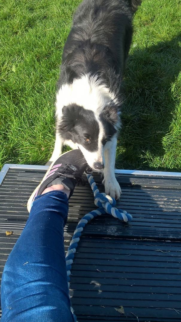 "Моя собака грызет мой кроссовок, когда я не хочу играть с ней"