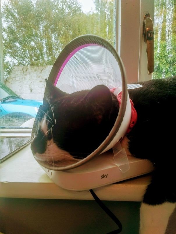 План мести: коту надоел защитный воротник, он решил выдернуть WiFi-кабель и уснуть на роутере