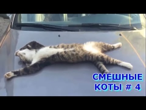 Подборка приколов с котами 