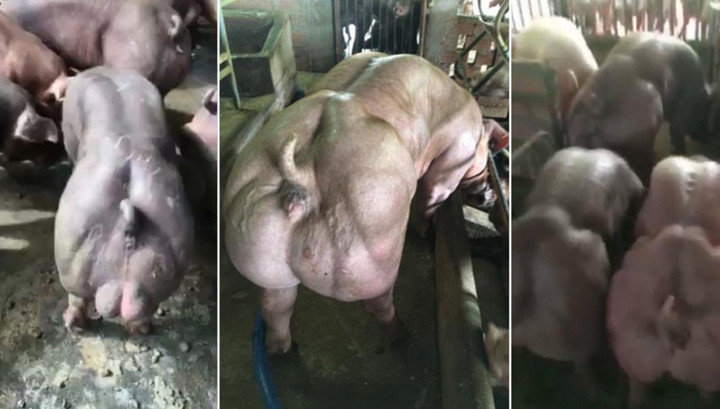 Камбоджийский фермер напугал весь мир своими свиньями-мутантами