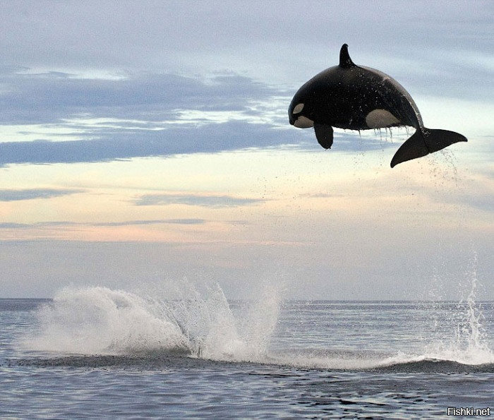 Подобно дельфинам касатки любят высоко выпрыгивать из воды, и даже их огромны...