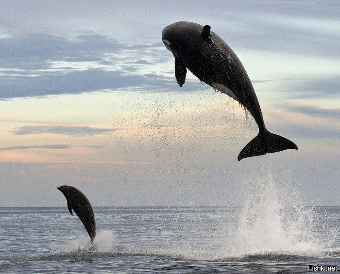 Подобно дельфинам касатки любят высоко выпрыгивать из воды, и даже их огромны...