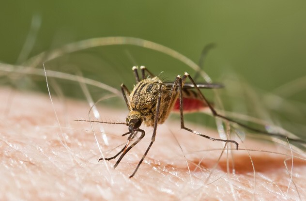 3. Устойчивость к малярии