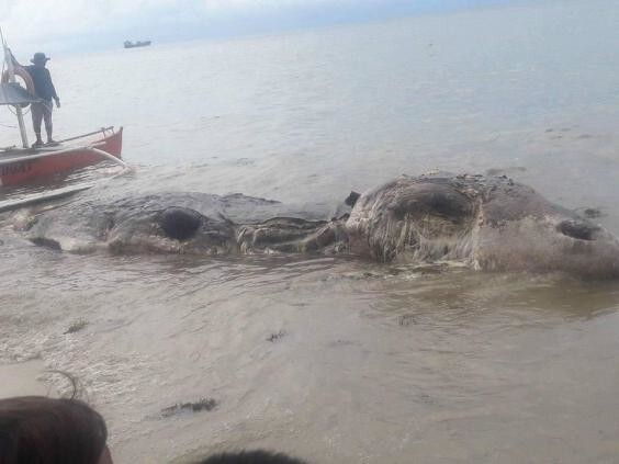 Таинственное морское существо было найдено на одном из филиппинских пляжей