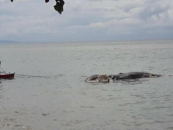 Таинственное морское существо было найдено на одном из филиппинских пляжей