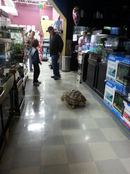 Черепаха, гуляющая по зоомагазину 