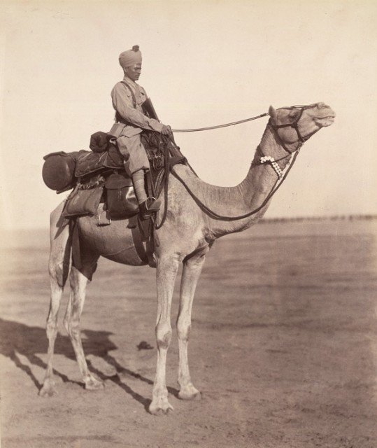 Совар (всадник-раджпут) Биканерского верблюжьего корпуса в составе Британской Индийской армии. Биканер, Раджастхан, Индия, 1896 года