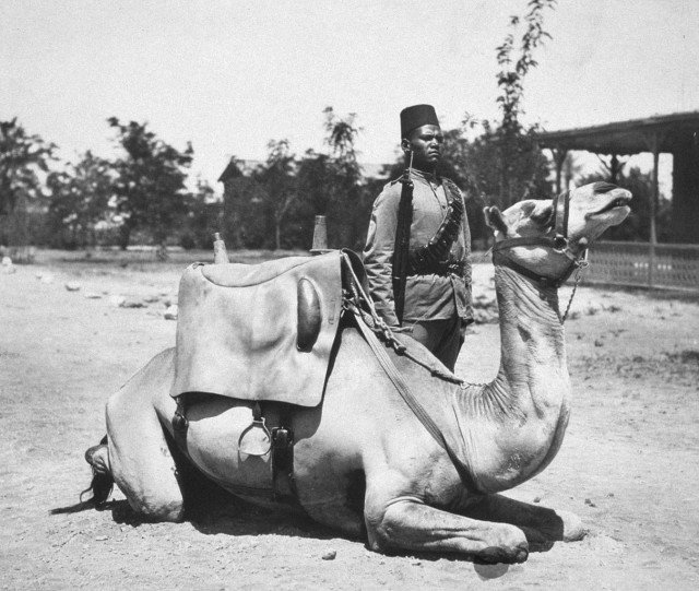 Верблюжий кавалерист из состава туземных войск британской армии. Англо-Египетский Судан, до 1920 года