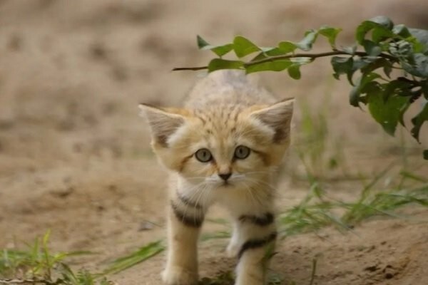 Опубликованы первые фото и видео барханного кота в его естественной среде обитания