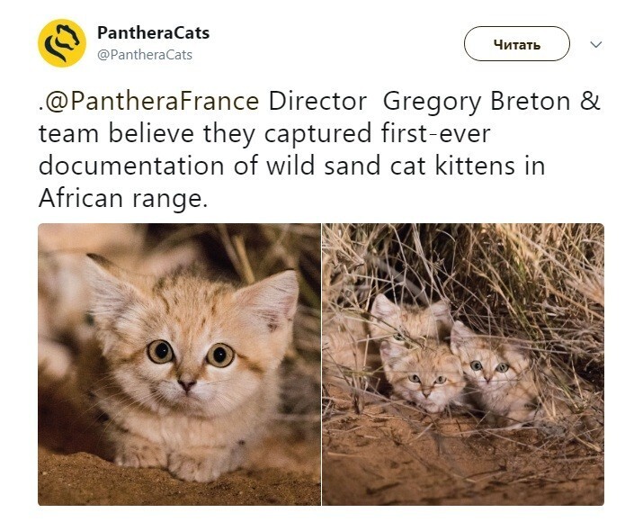 Опубликованы первые фото и видео барханного кота в его естественной среде обитания