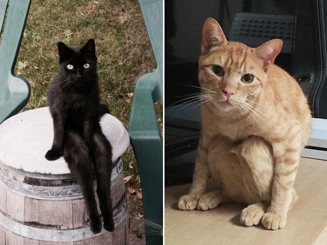 Смешные кошки, которые разучились сидеть по-кошачьи